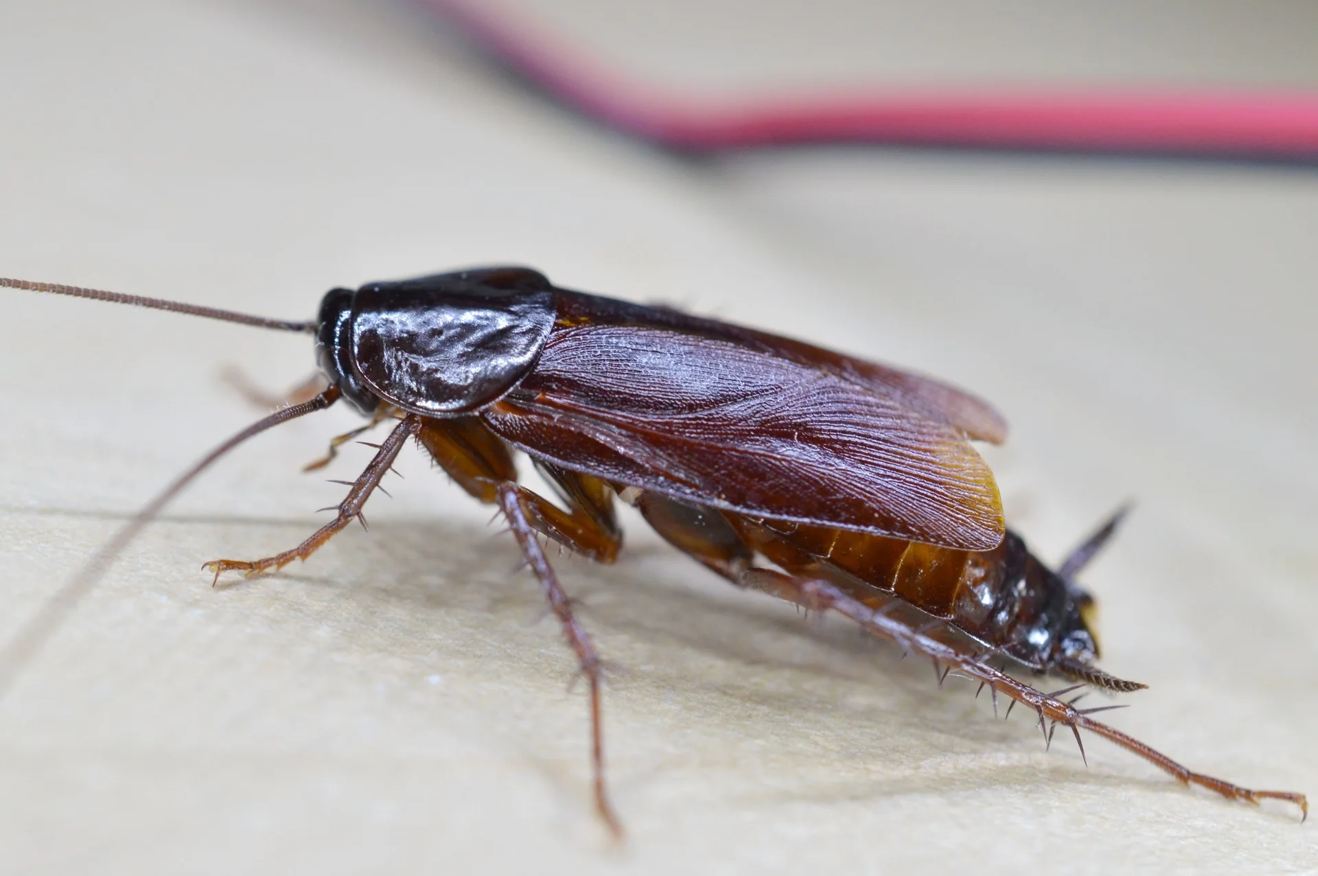 Hamam Böceği İlaçlama
